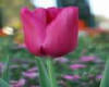pink tulip flower