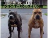 pitbull sticker