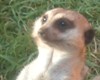 Meerkat Sticker