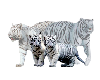 (e) snow tiger picture