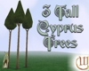 Stand of 3 Tall Cyprus Trees