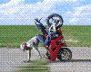 Product Image for Animated guy motorcycle