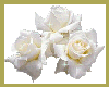 white roses