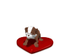 Cute Dog
