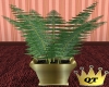 QT~Gold Fern Plant