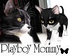 Lil Domino Kitty Cat