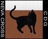 Black Cat 5
