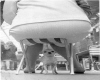 little dog, big problems
