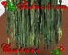Weeping Willow  Tree