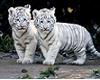White Tiger Cubs