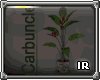 [IR] Carbuncle