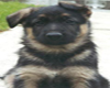 A cute puppy German Shep