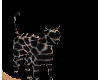 Leopard cat