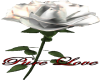 Single White Rose