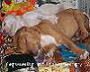Pit Bull Puppies