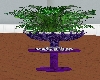 LL-Nightskies Plant tabl