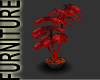 Click on this image for Vampire Fern Plant
