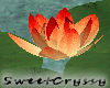 Pond Water Lillies I