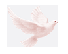 love bird