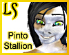 Pinto Pony Stallion Skin