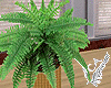 Boston Fern