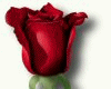Red LONG STEM ROSE