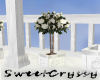 Aphrodite's White Roses