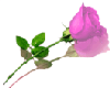 lprose