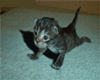 muscled cat