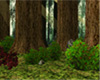 Secret Forest