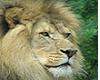 Lion Picture