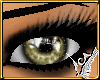 Golden Stare Eyes