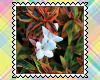 Spring/Sum-FlowerStamps