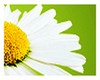 FlowerGreen Sticker