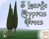 Stand of 3 Cyprus Trees