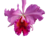 pink orchid
