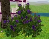 Roses - Blue Rose Bush