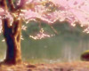 Under the Cherry Tree