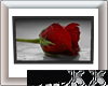 Perfect Rose - Red