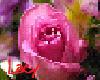 Rose Sticker