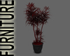 Click on this image for Vampire Bonsai Plant