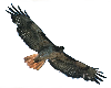 Red Tailed Hawk
