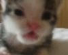 Rawrcat