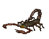 Scorpialuna's Scorpion