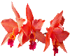 PEACH ORCHID FLOWERS