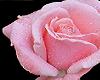 Pink Rose