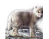 wolf pup