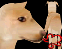 Retriever (yellow lab)