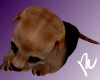 !R Yorkie Newborn Puppy