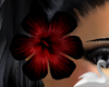 Demons Pride Hibiscus